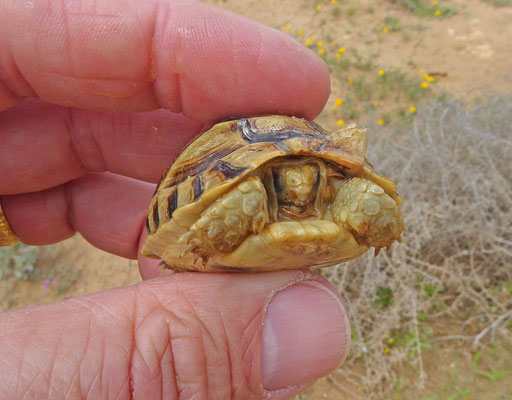 Testudo kleinmanni - Egyptische landschildpad