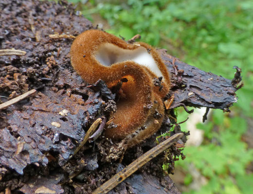 Humaria hemisphaerica - Kleine Bruine Bekerzwam