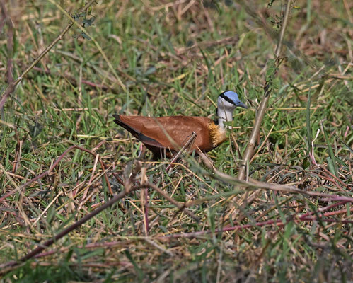 Actophilornis africanus - African Jacana