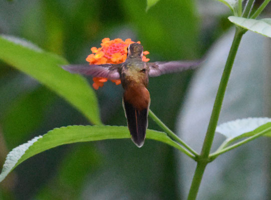 Reddish Hermit