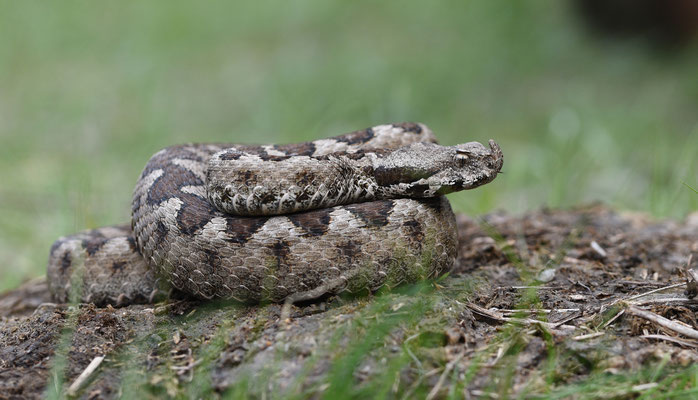 Zandadder