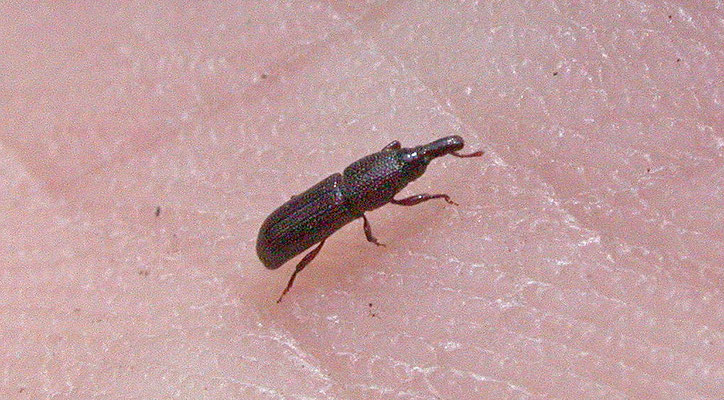 Cossonus parallelepipedus