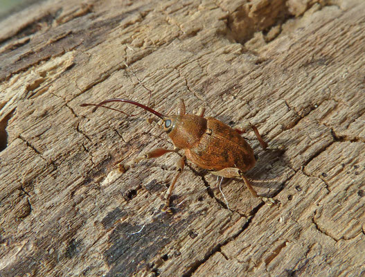 Curculio glandium - Kleine eikelboorder