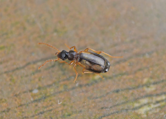 Philorhizus crucifer confusus - Duinschorsloper