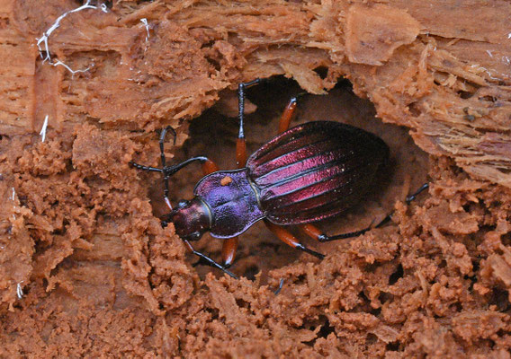 Carabus auronitens festivus - Goudglanzende schallebijter