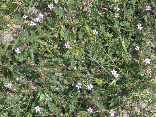 Erodium glutinosum - Kleverige reigersbek