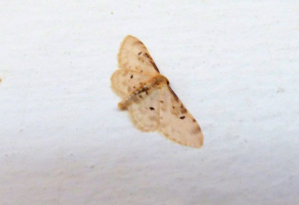 Idaea dimidiata - Vlekstipspanner