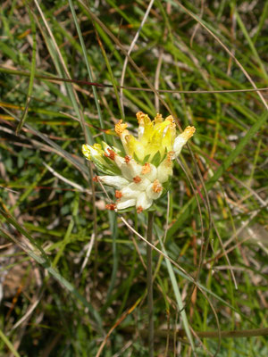 Anthyllis vulneraria - Wondklaver