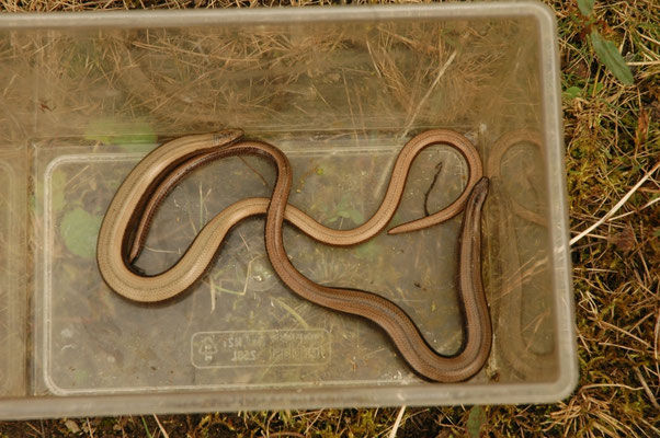 Hazelworm