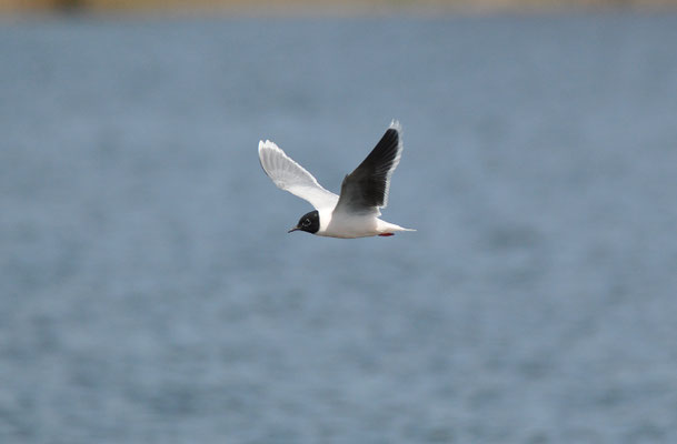 Dwergmeeuw