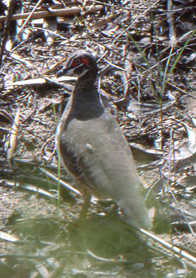 Partridge Pigeon