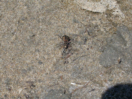 Calomera littoralis nemoralis