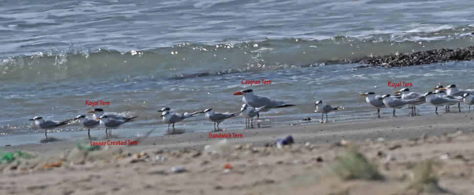Sterna bengalensis - Lesser Crested-Tern