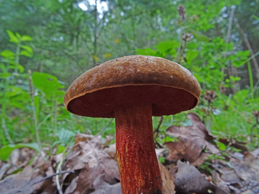 Neoboletus erythropus - Gewone heksenboleet
