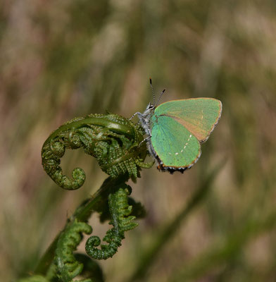 Groentje (Callophrys rubi)