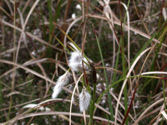 Eriophorum angustifolium - Veenpluis