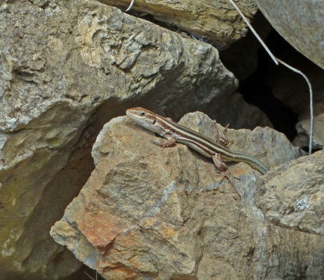 Podarcis peloponnesiacus
