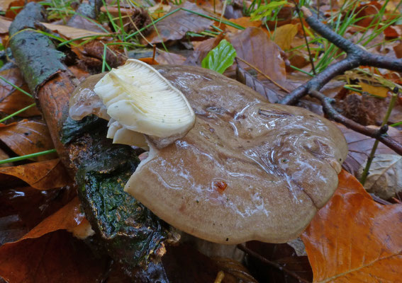 Lactarius blennius - Grijsgroene melkzwam