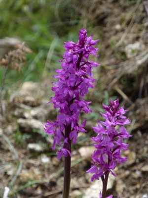 Orchis mascula - Mannetjesorchis