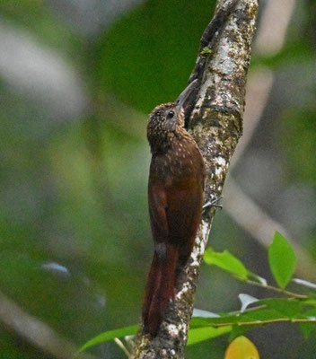 Chestnut-rumped Woodcreeper