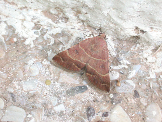 Plecopterodes spec