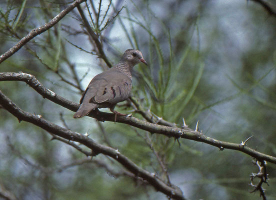Common Ground-Dove
