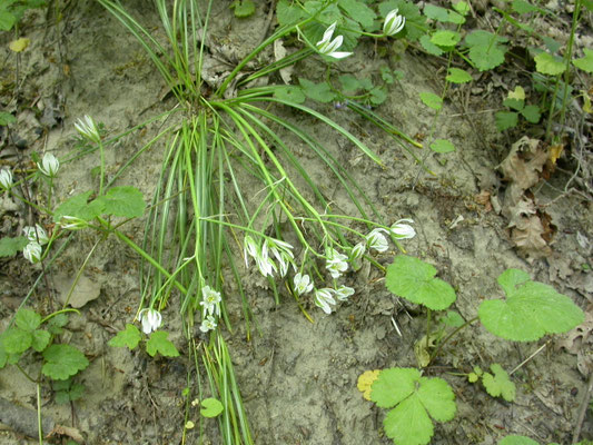 Ornithogalum umbellatum - Gewone vogelmelk