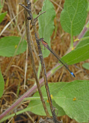 Ischnura elegans ebneri