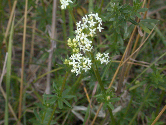Galium mollugo - Glad walstro