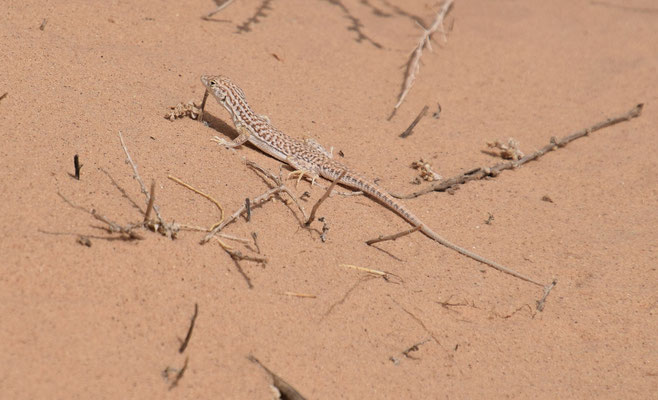 Acanthodactylus opheodurus