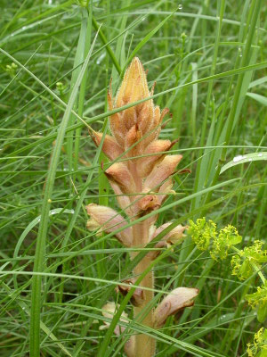 Orobanche caryophyllacea - Walstrobremraap