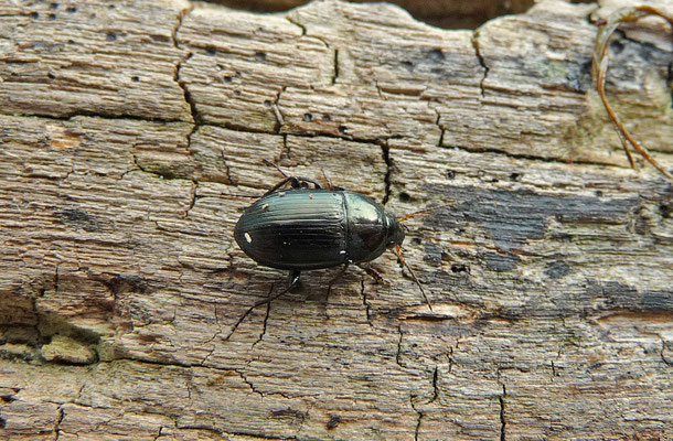 Amara similata