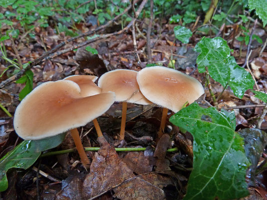 Collybia dryophila - Eikenbladzwammetje