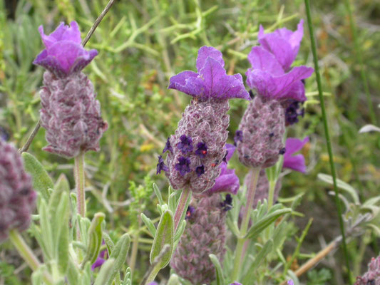 Lavandula stoechas - Kuiflavendel