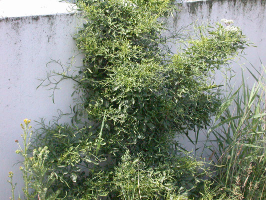 Sambucus nigra var. laciniata - Peterselievlier