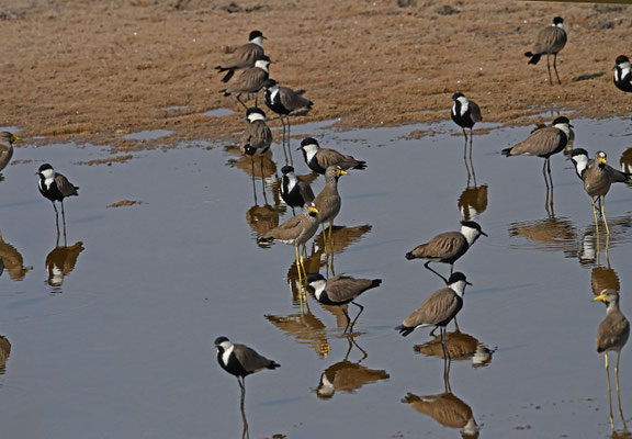 Wattled Plover and Spur-winged Plover