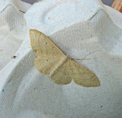 Idaea straminata - Egale stipspanner