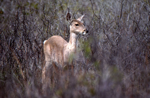 Witstaarthert (White-tailed Deer)