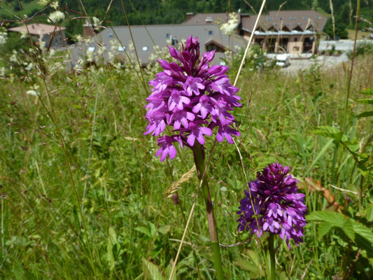 Anacamptis pyramidalis - Hondskruid