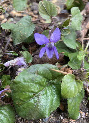 Viola riviniana - Bleeksporig bosviooltje