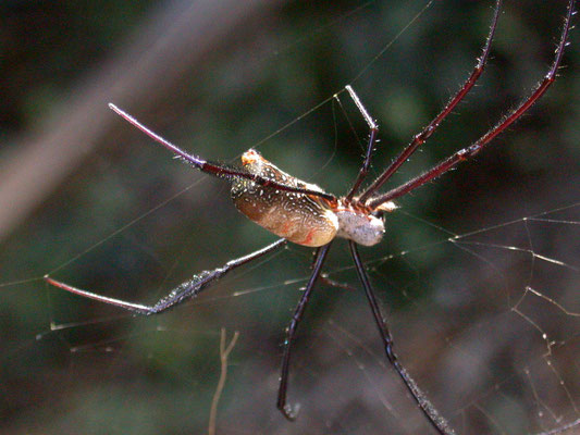 Nephila species (Reuzenwielwebspin)