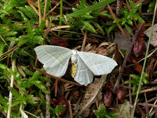 Campaea margaritata - Appeltak