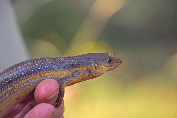 Schneider's Skink (Eumeces schneideri)  