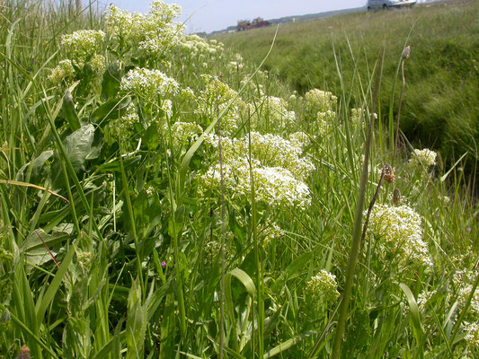 Lepidium draba - Pijlkruidkers