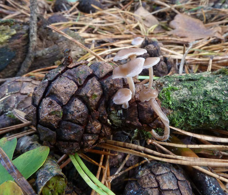 Baeospora myosura - Muizenstaartzwam