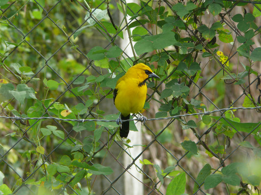 Yellow Oriole