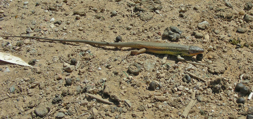 Psammodromus algirus - Algerijnse zandloper