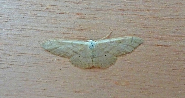 Idaea straminata - Egale stipspanner