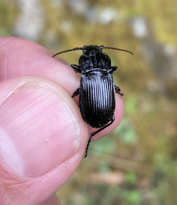 Abax parallelepipedus