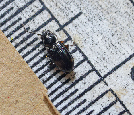 Bembidion lunulatum - Kleine maanvlekpriemkver